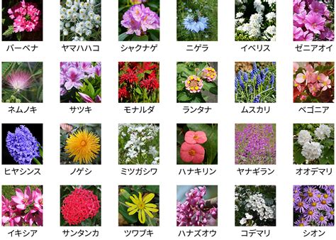 花種類|花は全部で何種類？人気＆贈り物にピッタリな花の名。